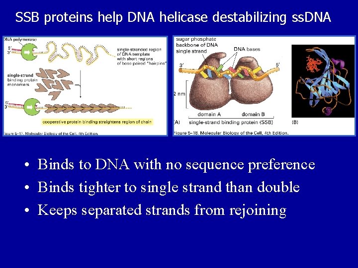 SSB proteins help DNA helicase destabilizing ss. DNA • Binds to DNA with no
