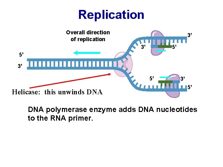 Replication Overall direction of replication 3’ 3’ 5’ 5’ 3’ 5’ Helicase: this unwinds