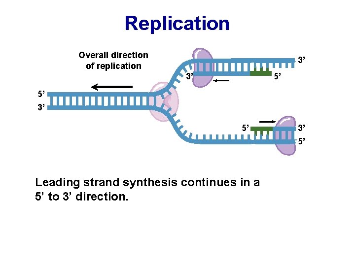 Replication Overall direction of replication 3’ 3’ 5’ 5’ 3’ 5’ Leading strand synthesis