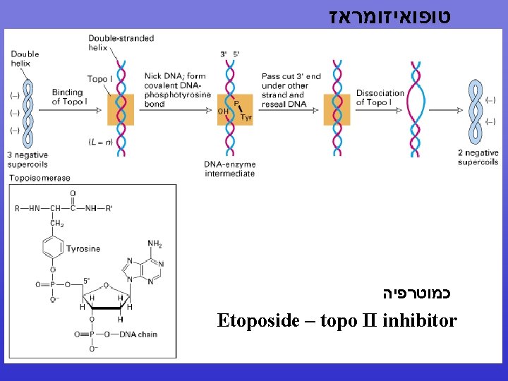  טופואיזומראז כמוטרפיה Etoposide – topo II inhibitor 