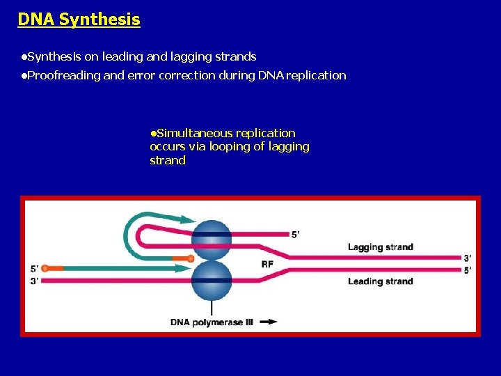 DNA Synthesis • Synthesis on leading and lagging strands • Proofreading and error correction