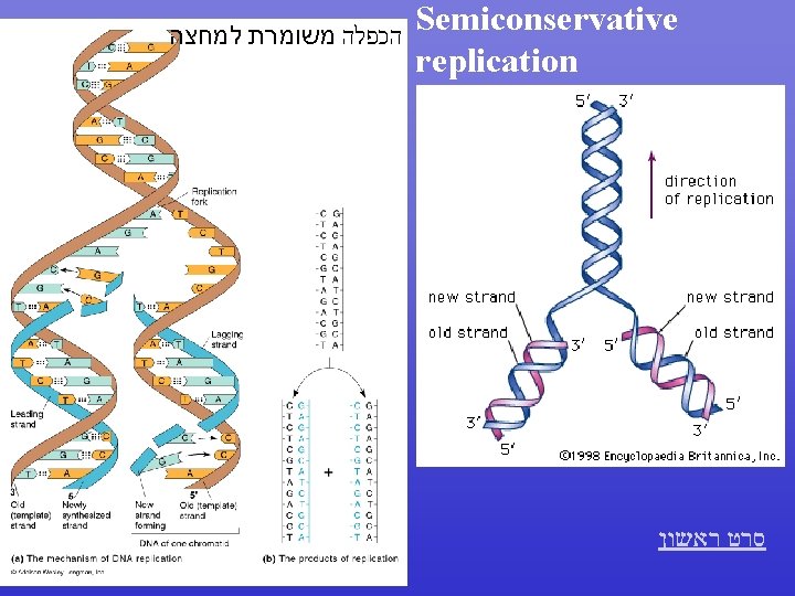  הכפלה משומרת למחצה Semiconservative replication סרט ראשון 