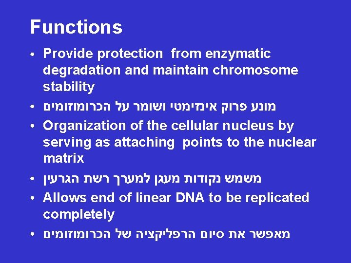 Functions ● ● ● Provide protection from enzymatic degradation and maintain chromosome stability מונע