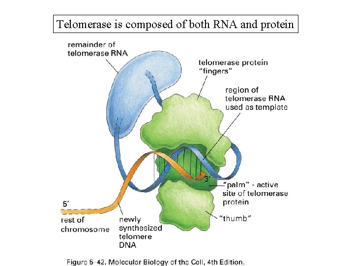 Telomerase is composed of both RNA and protein 