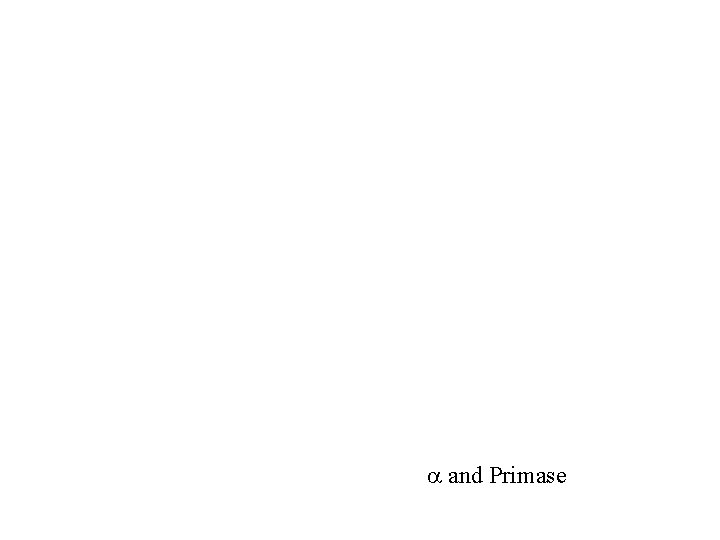  and Primase 