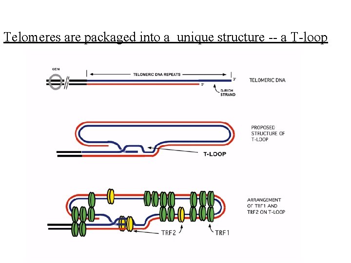 Telomeres are packaged into a unique structure -- a T-loop 