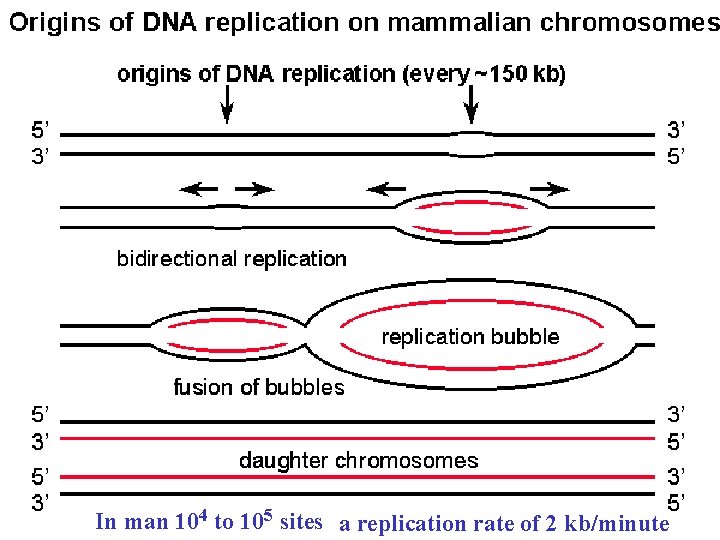In man 104 to 105 sites a replication rate of 2 kb/minute 