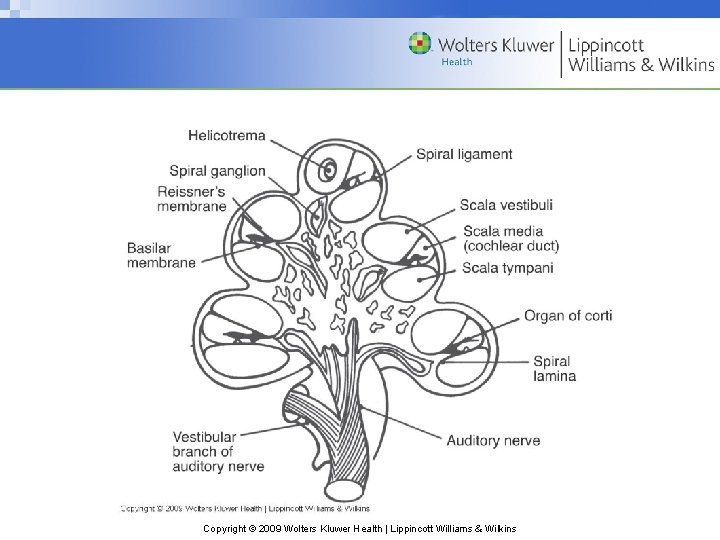 Copyright © 2009 Wolters Kluwer Health | Lippincott Williams & Wilkins 