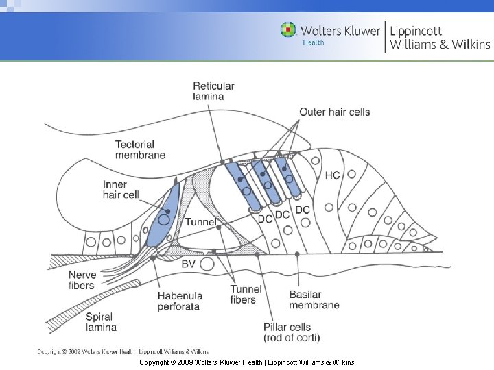 Copyright © 2009 Wolters Kluwer Health | Lippincott Williams & Wilkins 