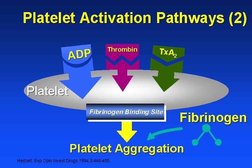 Platelet Activation Pathways (2) ADP Thrombin Tx. A 2 Platelet Fibrinogen Binding Site Fibrinogen