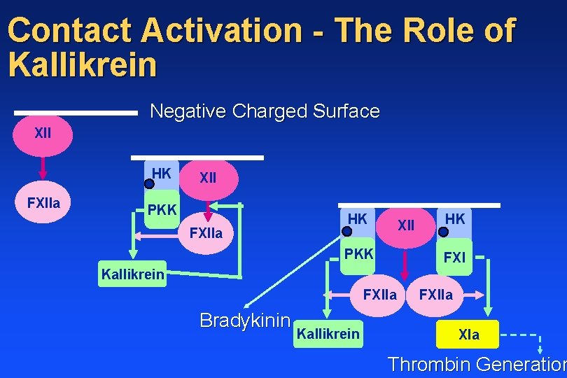 Contact Activation - The Role of Kallikrein Negative Charged Surface XII HK FXIIa XII