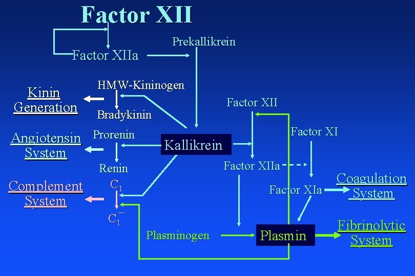 Factor XII Prekallikrein Factor XIIa Kinin Generation HMW-Kininogen Bradykinin Angiotensin Prorenin System Complement System