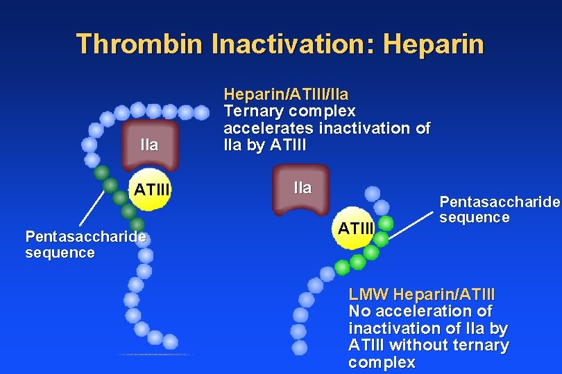 Thrombin Inactivation: Heparin IIa ATIII Pentasaccharide sequence Heparin/ATIII/IIa Ternary complex accelerates inactivation of IIa