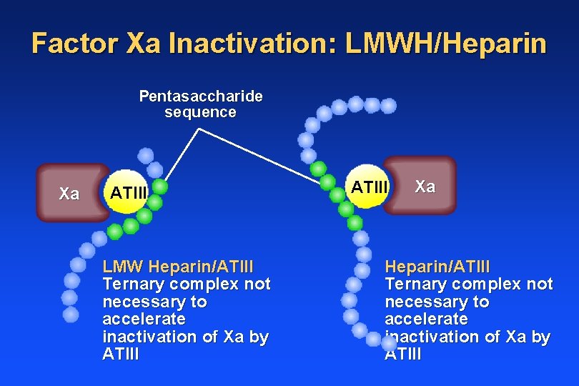 Factor Xa Inactivation: LMWH/Heparin Pentasaccharide sequence Xa ATIII LMW Heparin/ATIII Ternary complex not necessary