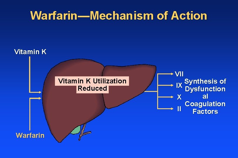 Warfarin—Mechanism of Action Vitamin K Utilization Reduced Warfarin VII Synthesis of IX Dysfunction al