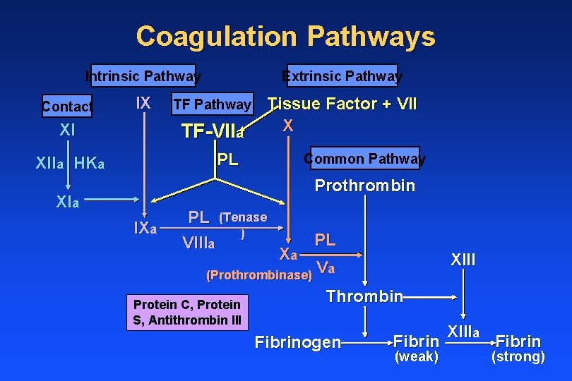 Coagulation Pathways Intrinsic Pathway Extrinsic Pathway IX Tissue Factor + VII X Contact XI
