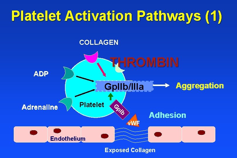 Platelet Activation Pathways (1) COLLAGEN THROMBIN ADP Aggregation Gp. IIb/IIIa Platelet G p. I