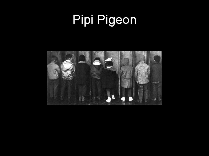 Pipi Pigeon 