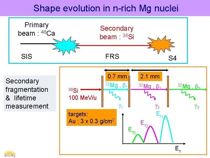  Shape evolution in n-rich Mg nuclei Primary beam : 48 Ca Secondary beam