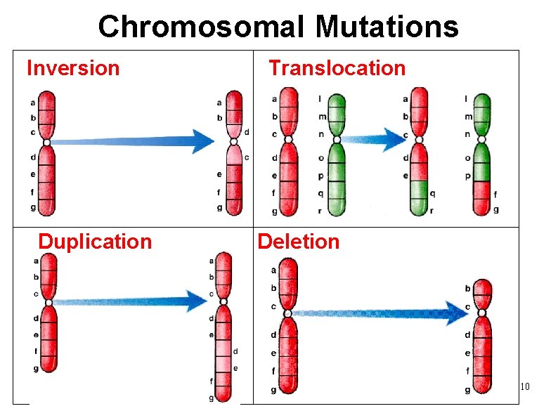 Chromosomal Mutations Inversion Translocation Duplication Deletion 10 