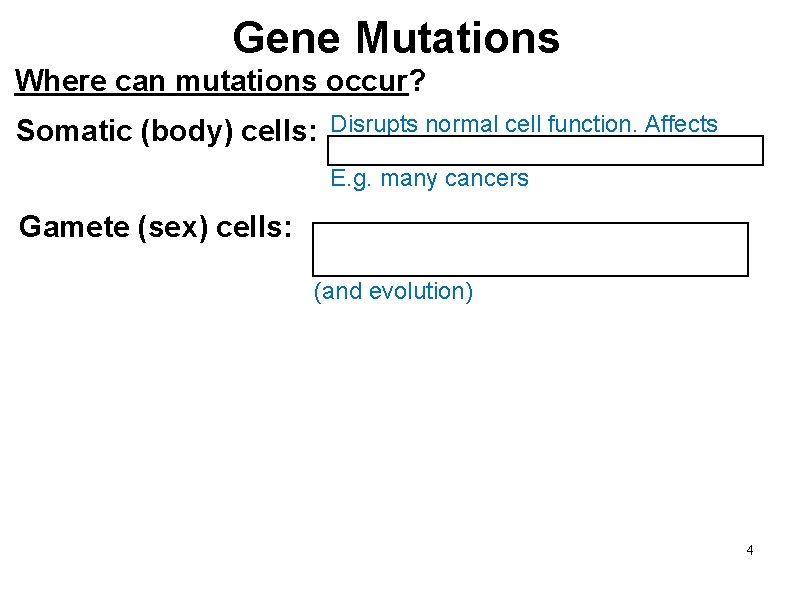 Gene Mutations Where can mutations occur? Somatic (body) cells: Disrupts normal cell function. Affects