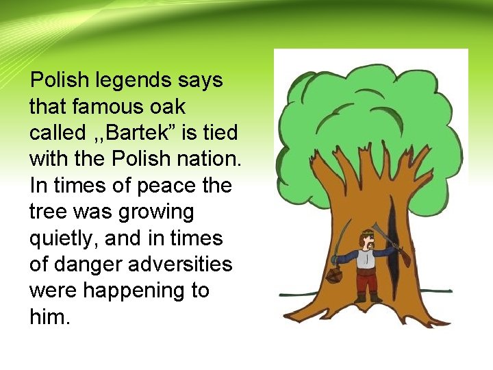 Polish legends says that famous oak called , , Bartek” is tied with the