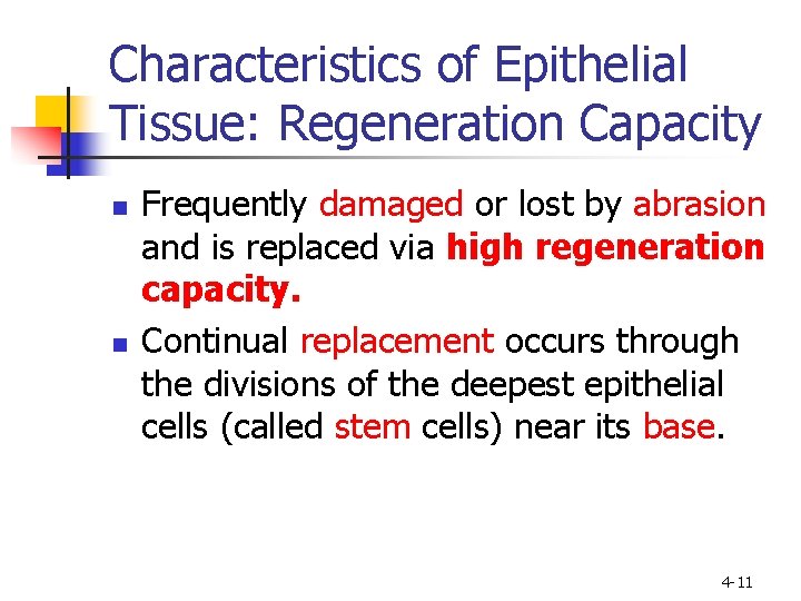 Characteristics of Epithelial Tissue: Regeneration Capacity n n Frequently damaged or lost by abrasion