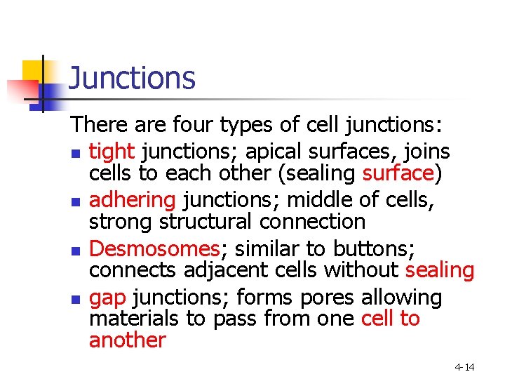 Junctions There are four types of cell junctions: n tight junctions; apical surfaces, joins