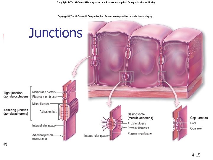 Copyright © The Mc. Graw-Hill Companies, Inc. Permission required for reproduction or display. Junctions