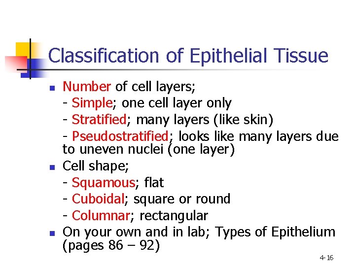 Classification of Epithelial Tissue n n n Number of cell layers; - Simple; one