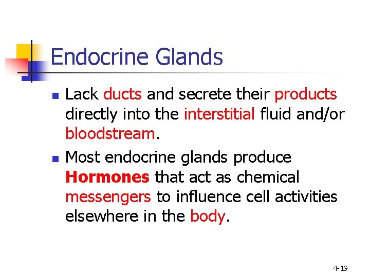 Endocrine Glands n n Lack ducts and secrete their products directly into the interstitial