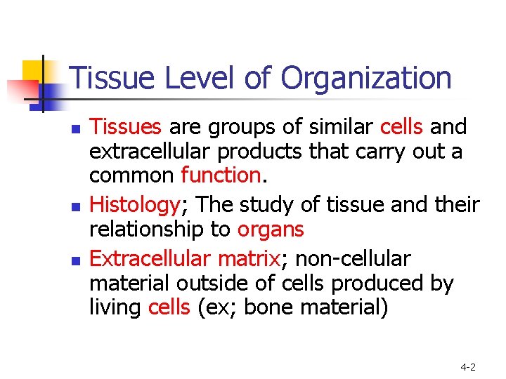 Tissue Level of Organization n Tissues are groups of similar cells and extracellular products