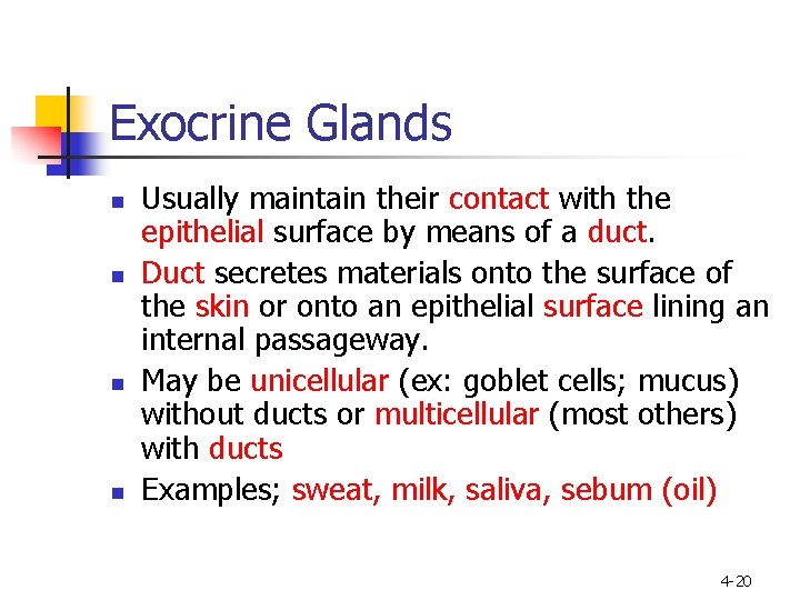 Exocrine Glands n n Usually maintain their contact with the epithelial surface by means