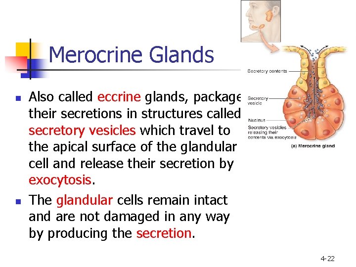 Merocrine Glands n n Also called eccrine glands, package their secretions in structures called