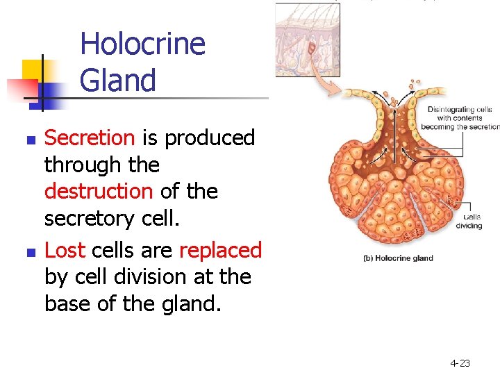 Holocrine Gland n n Secretion is produced through the destruction of the secretory cell.