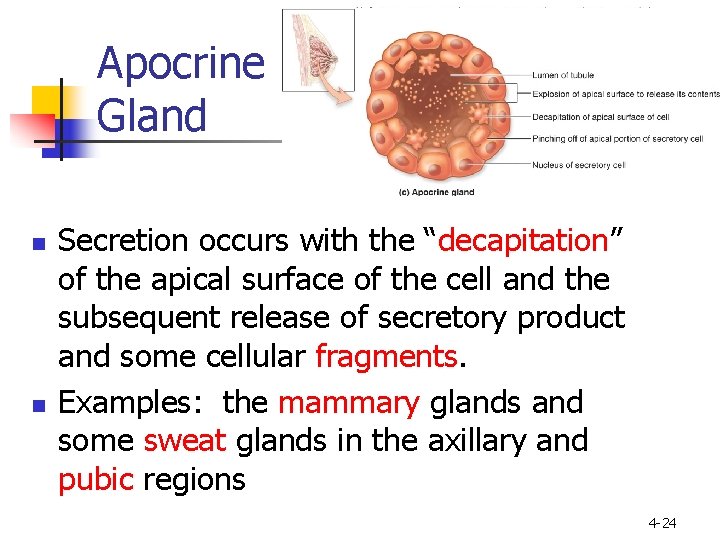 Apocrine Gland n n Secretion occurs with the “decapitation” of the apical surface of