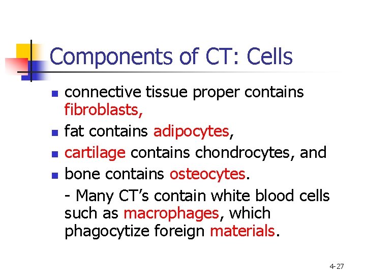 Components of CT: Cells n n connective tissue proper contains fibroblasts, fat contains adipocytes,