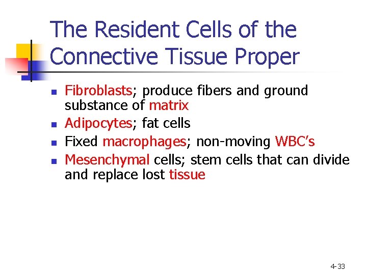 The Resident Cells of the Connective Tissue Proper n n Fibroblasts; produce fibers and