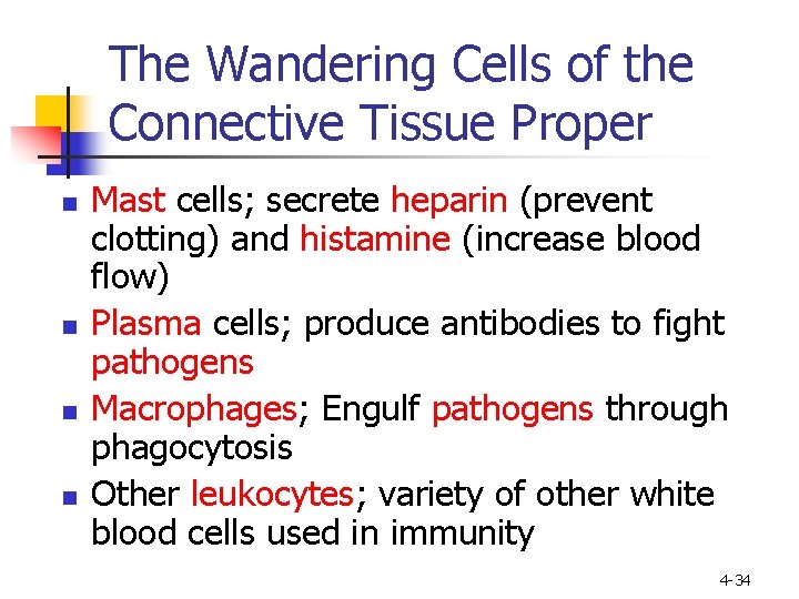 The Wandering Cells of the Connective Tissue Proper n n Mast cells; secrete heparin