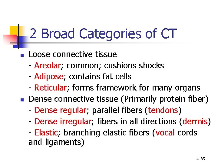 2 Broad Categories of CT n n Loose connective tissue - Areolar; common; cushions