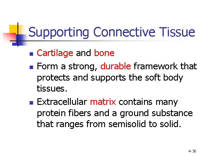 Supporting Connective Tissue n n n Cartilage and bone Form a strong, durable framework