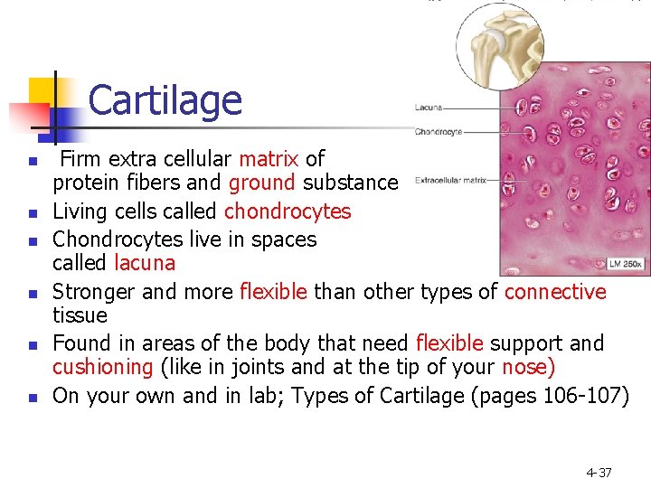 Cartilage n n n Firm extra cellular matrix of protein fibers and ground substance