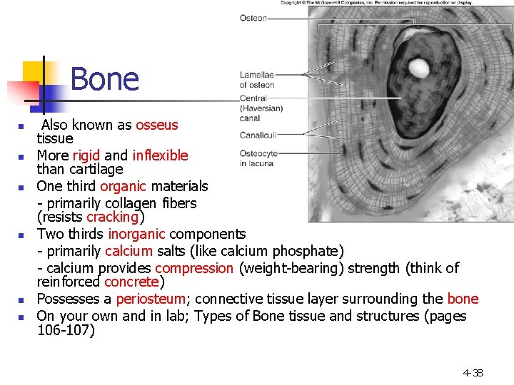 Bone n n n Also known as osseus tissue More rigid and inflexible than