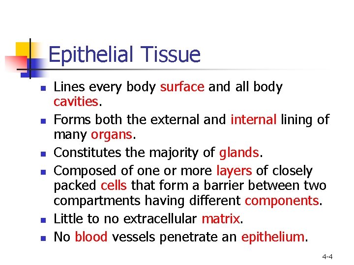 Epithelial Tissue n n n Lines every body surface and all body cavities. Forms