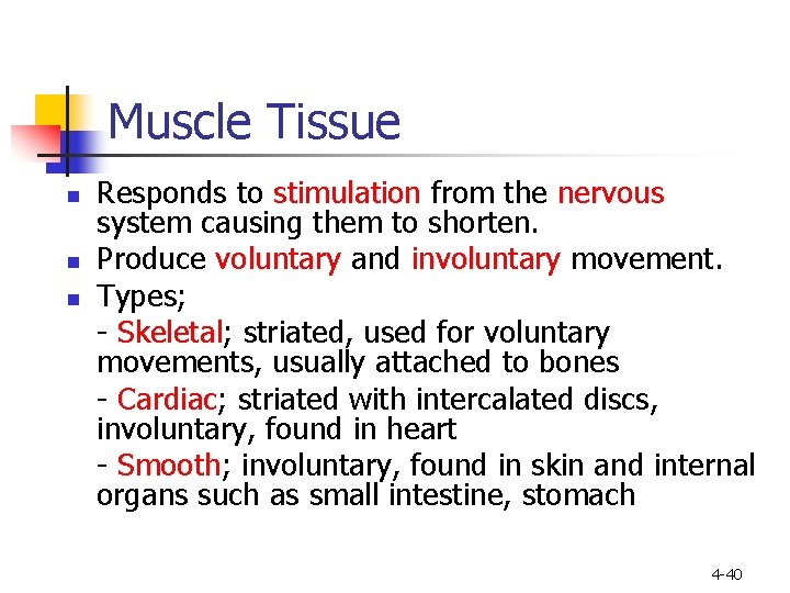 Muscle Tissue n n n Responds to stimulation from the nervous system causing them