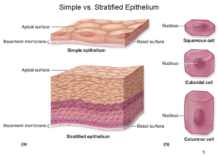 Simple vs. Stratified Epithelium 5 