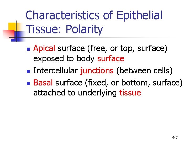 Characteristics of Epithelial Tissue: Polarity n n n Apical surface (free, or top, surface)