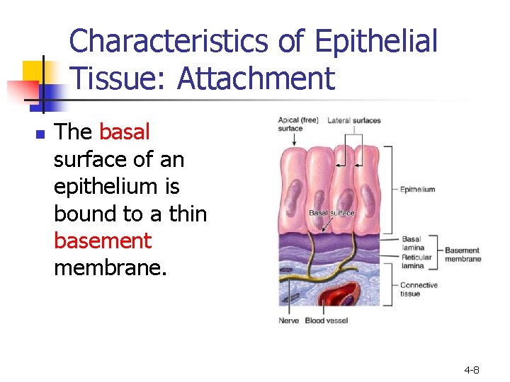 Characteristics of Epithelial Tissue: Attachment n The basal surface of an epithelium is bound