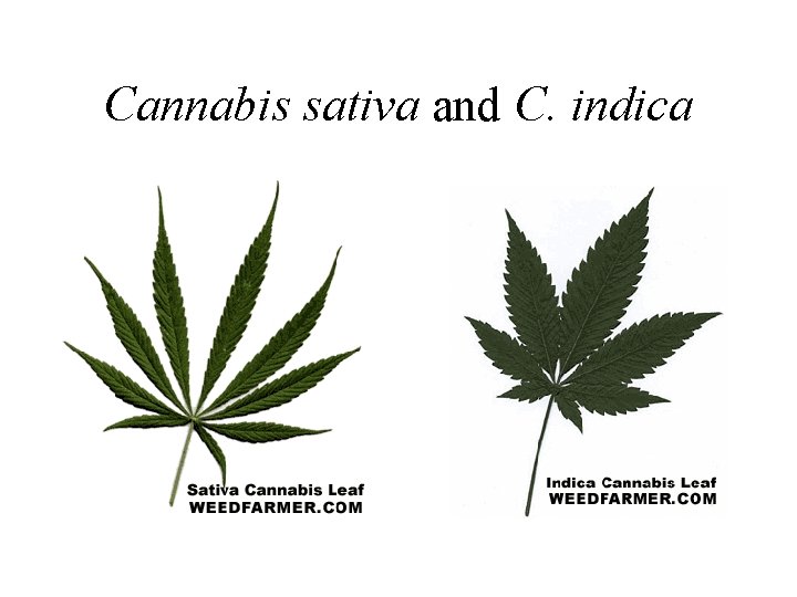 Cannabis sativa and C. indica 