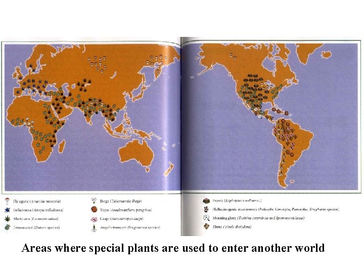 Areas where special plants are used to enter another world 